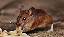 24 Hour & Emergency Exterminators in Usps, NJ